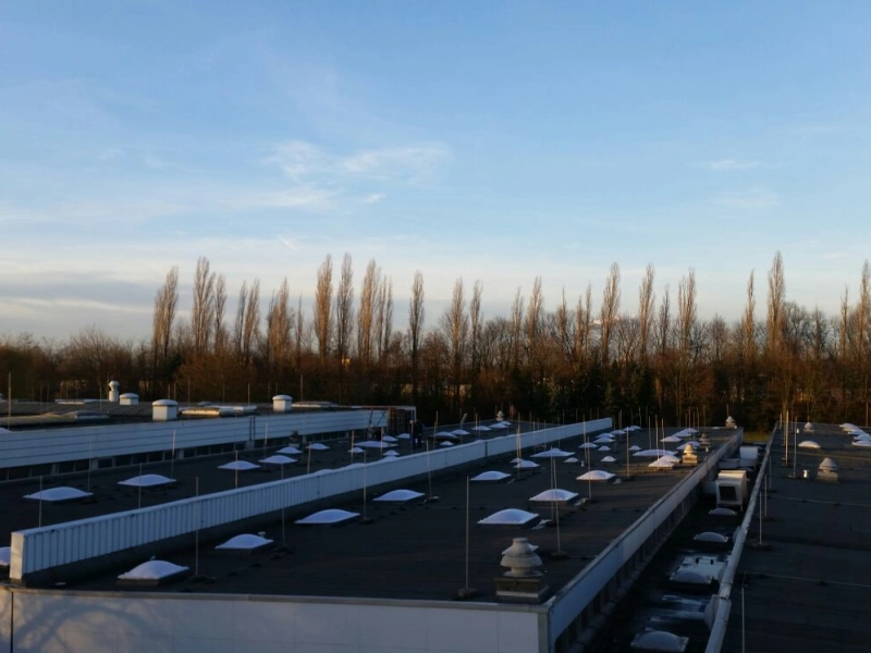 Weiter Blick &uuml;ber den Geb&auml;udekomplex mit Lichtkuppeln auf mehreren Dachfl&auml;chen, im Hintergrund eine Pappelreihe im Abendlicht.